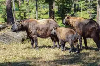 Le parc national animalier du takin